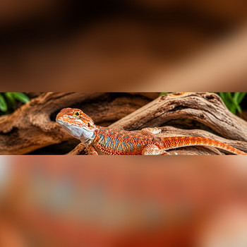 Habeagaamibeebi koos terraariumiga