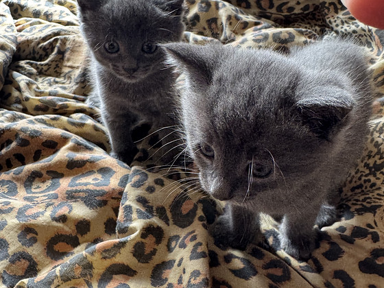 Котята