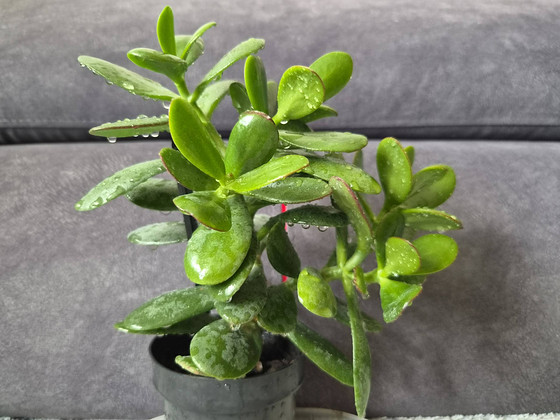 Rahapuu crassula krassula roheline lill taim 18 cm
