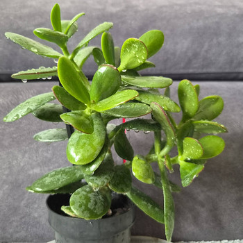 Rahapuu crassula krassula roheline lill taim 18 cm