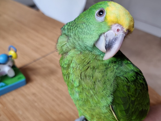Kuldpea-amatsoonpapagoi (Amazona oratrix)