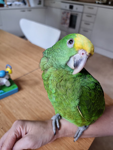 Kuldpea-amatsoonpapagoi (Amazona oratrix) (1 foto / 7)