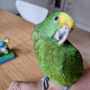 Kuldpea-amatsoonpapagoi (Amazona oratrix)
