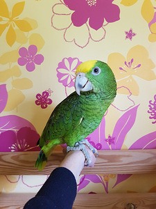 Kuldpea-amatsoonpapagoi (Amazona oratrix) (2 foto / 7)