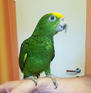 Kuldpea-amatsoonpapagoi (Amazona oratrix) (3 foto / 7)