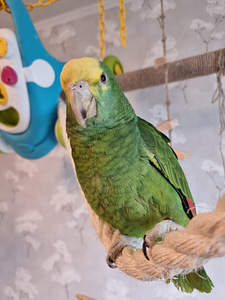 Kuldpea-amatsoonpapagoi (Amazona oratrix) (4 foto / 7)