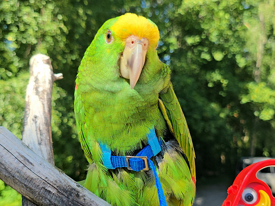 Kuldpea-amatsoonpapagoi (Amazona oratrix)