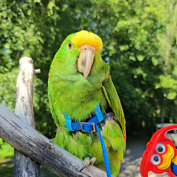Kuldpea-amatsoonpapagoi (Amazona oratrix)