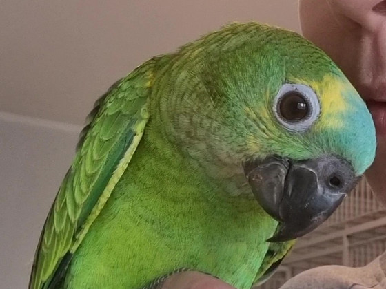 Sinilaup-amatsoonpapagoi (Amazona aestiva)