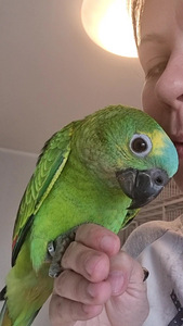 Sinilaup-amatsoonpapagoi (Amazona aestiva) (1 foto / 6)