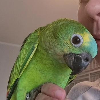 Sinilaup-amatsoonpapagoi (Amazona aestiva)