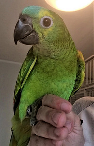 Sinilaup-amatsoonpapagoi (Amazona aestiva) (2 foto / 6)