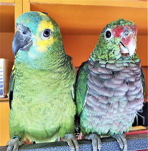 Sinilaup-amatsoonpapagoi (Amazona aestiva) (3 foto / 6)