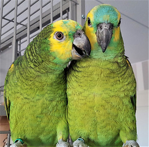Sinilaup-amatsoonpapagoi (Amazona aestiva) (4 foto / 6)