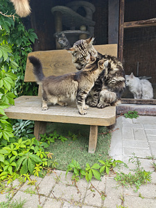 Greznas meitenītes retā krāsā (4 foto no 8)