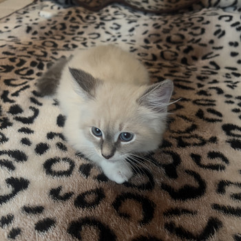 Котята