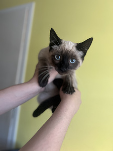 Котята (2 фото из 5)