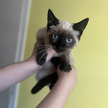 Котята