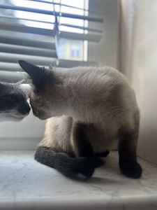Котята (3 фото из 5)