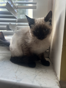 Котята (4 фото из 5)