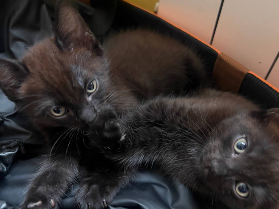 Котята