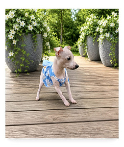 American naked terriers girls (1 foto / 2)