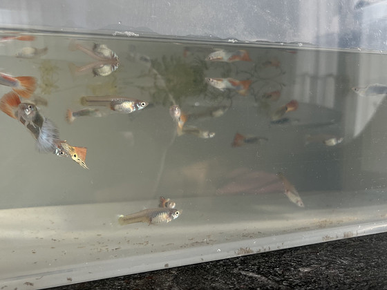 Müüa kaunid gupid
