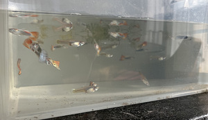 Müüa kaunid gupid (1 foto / 1)