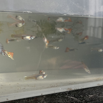 Müüa kaunid gupid