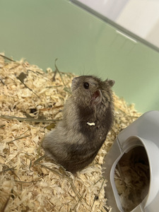 Hamster (1 foto / 1)