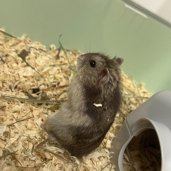 Hamster