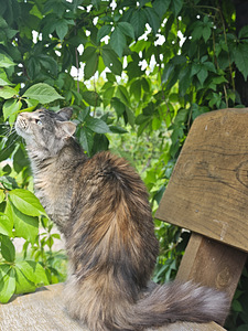 Ideāla kompanjone un palīdze: mīlīga, maiga kaķenīte (3 (5 foto no 5)