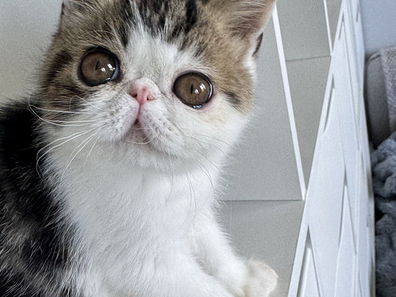 Exotic Shorthair Kittens