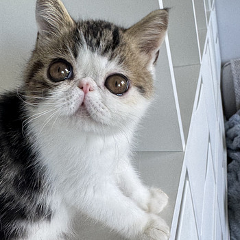 Котята экзотической короткошёрстной