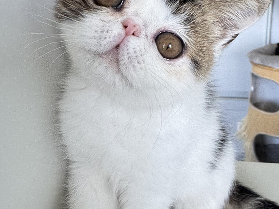 Котята экзотической короткошёрстной