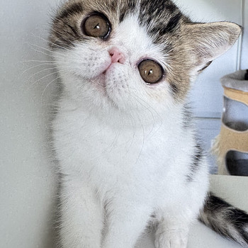 Котята экзотической короткошёрстной