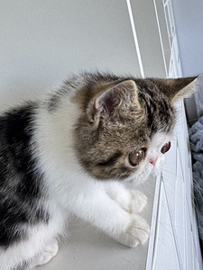 Котята экзотической короткошёрстной (7 фото из 10)