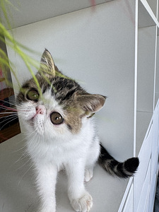 Котята экзотической короткошёрстной (3 фото из 10)