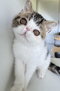 Котята экзотической короткошёрстной (9 фото из 10)