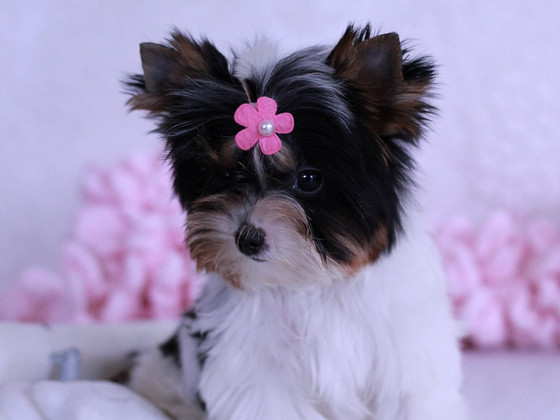 Mini Biewer girl