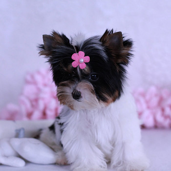 Mini Biewer girl