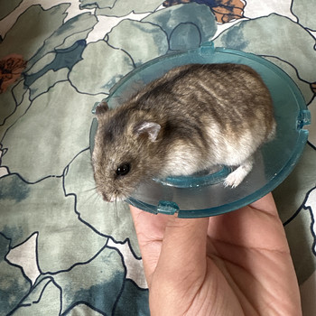Džungaaria hamster