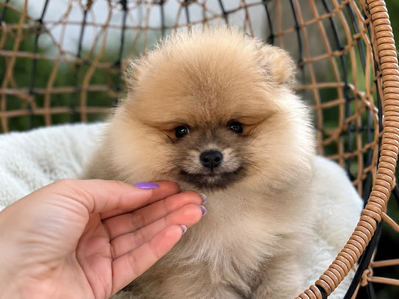 Pomeranian