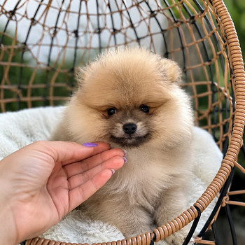 Pomeranian
