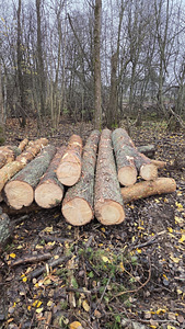 Palgid laudadeks (2 foto / 4)