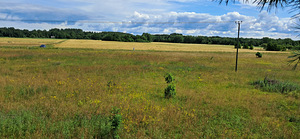 Metsa, Laugu, Saaremaa vald, Saaremaa (1 фото из 3)
