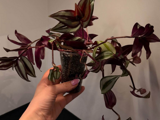Toataim tradeskantsia zebrina Tradescantia zebrina