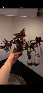 Домашнее растение традесканция зебрина Tradescantia zebrina (1 фото из 2)