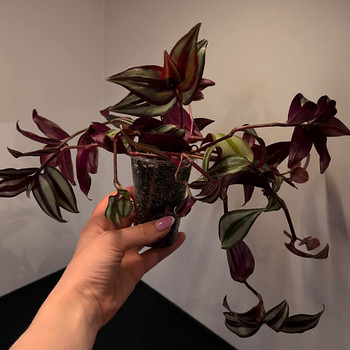 Домашнее растение традесканция зебрина Tradescantia zebrina