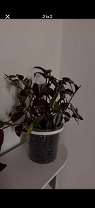 Домашнее растение традесканция зебрина Tradescantia zebrina (2 фото из 2)